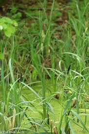 Attēlu rezultāti vaicājumam “Carex riparia”