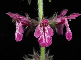 Attēlu rezultāti vaicājumam “Stachys sylvatica”