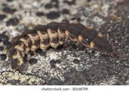 Attēlu rezultāti vaicājumam “Lampyris noctiluca larva”