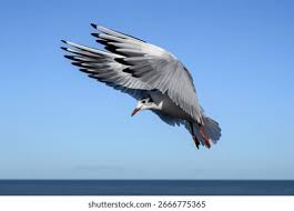 Attēlu rezultāti vaicājumam “Larus ridibundus adult”