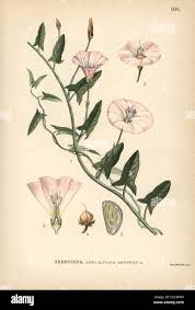 Attēlu rezultāti vaicājumam “Convolvulus arvensis flower”