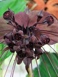 Image result for Tacca chantrieri