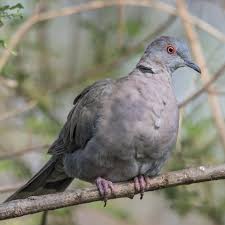 Attēlu rezultāti vaicājumam “Palustriella decipiens”