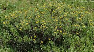 Attēlu rezultāti vaicājumam “Pentaphylloides fruticosa”