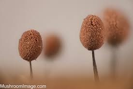 Attēlu rezultāti vaicājumam “Comatricha alta macro”