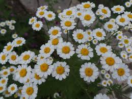 Attēlu rezultāti vaicājumam “Matricaria chamomilla flower”