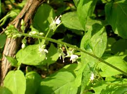 Attēlu rezultāti vaicājumam “Circaea lutetiana”