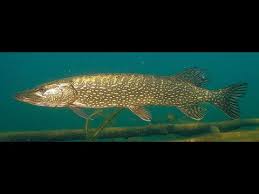 Image result for Esox lucius