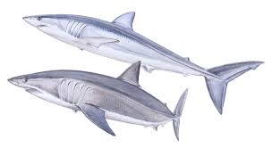 Image result for Isurus oxyrinchus