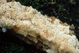 Attēlu rezultāti vaicājumam “Antrodia mellita”