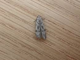 Attēlu rezultāti vaicājumam “Carpatolechia proximella”