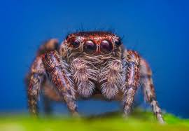 Attēlu rezultāti vaicājumam “Evarcha falcata female”