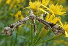 Attēlu rezultāti vaicājumam “Platyptilia tesseradactyla”