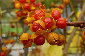 Attēlu rezultāti vaicājumam “Celastrus flagellaris”