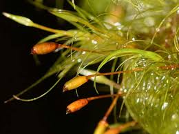 Attēlu rezultāti vaicājumam “Pseudobryum cinclidioides cells”