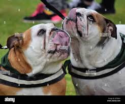 Image result for Banbury Bulldogs