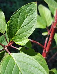 Attēlu rezultāti vaicājumam “Cornus sericea”