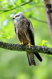 Image result for Milvus milvus