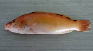 Image result for Labrus mixtus