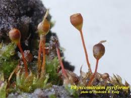 Attēlu rezultāti vaicājumam “Physcomitrium pyriforme sporophyte”