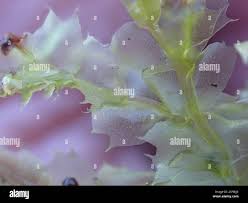 Attēlu rezultāti vaicājumam “Lophocolea bidentata”