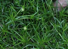 Attēlu rezultāti vaicājumam “Sagina procumbens fruit”