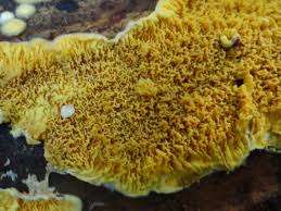 Attēlu rezultāti vaicājumam “Pseudomerulius aureus”