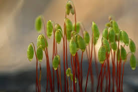 Attēlu rezultāti vaicājumam “Bryum pallens sporophyte”