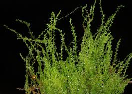 Attēlu rezultāti vaicājumam “Cladopodiella fluitans”