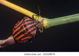 Attēlu rezultāti vaicājumam “Graphosoma lineatum imago”