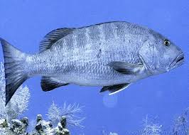 Image result for Lutjanus cyanopterus