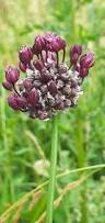 Attēlu rezultāti vaicājumam “Allium scorodoprasum”