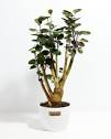 Fabian Aralia Stump for Delivery | Shrubs | Lively Root