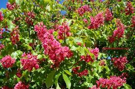 Attēlu rezultāti vaicājumam “Aesculus x hybrida bud”