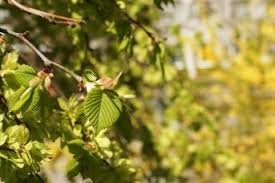 Attēlu rezultāti vaicājumam “Ulmus glabra leaf”