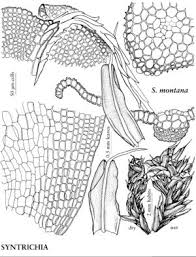 Attēlu rezultāti vaicājumam “Syntrichia”