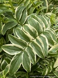 Attēlu rezultāti vaicājumam “Polemonium caeruleum bud”