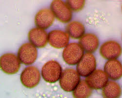 Attēlu rezultāti vaicājumam “Lycogala cf. oleocrystalliferum”