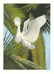 Image result for Egretta thula