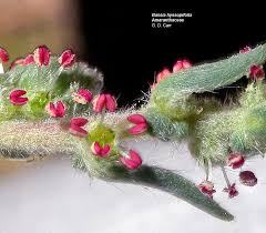 Attēlu rezultāti vaicājumam “Chenopodiaceae”