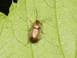 Attēlu rezultāti vaicājumam “Isomira murina”