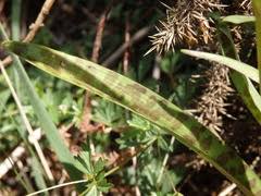 Attēlu rezultāti vaicājumam “Dactylorhiza maculata bud”
