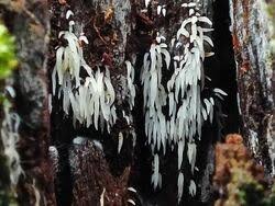 Attēlu rezultāti vaicājumam “Mucronella bresadolae”