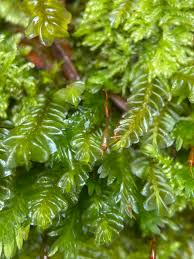 Attēlu rezultāti vaicājumam “Plagiochila porelloides”