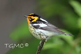 Image result for Dendroica fusca