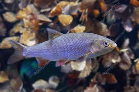 Attēlu rezultāti vaicājumam “Leuciscus idus”