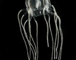 Attēlu rezultāti vaicājumam “Cystiphora sanguinea”