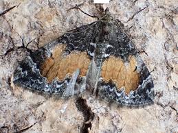 Attēlu rezultāti vaicājumam “Dysstroma truncata”