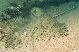 Image result for Raja brachyura