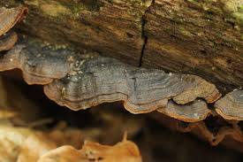 Attēlu rezultāti vaicājumam “Hymenochaete rubiginosa”